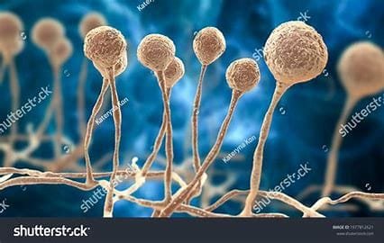 Fungal Infections: A General Review 2 OIP 10