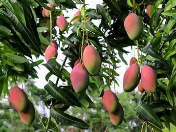 Mango: Biological Features and Importance 2 OIP 2024 10 20T065411.688