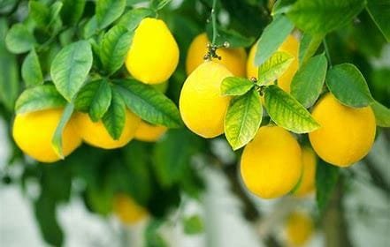 "Citrus Fruits for Healthy Blood Pressure" 2 OIP 2024 10 28T220350.425