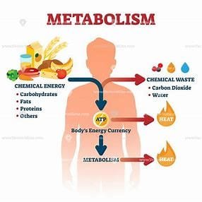 The Power of Metabolic Foods: Boasting of Your Own Body's Natural Calorie-Burning Powers 2 OIP 97