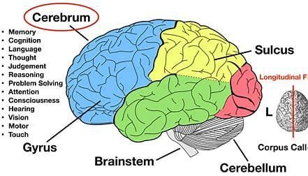 "The Brain's Powerhouses: Cerebrum and Cerebellum Functions" 4 OIP 2024 11 04T201327.061