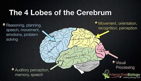 "The Brain's Powerhouses: Cerebrum and Cerebellum Functions" 2 OIP 2024 11 04T201343.723