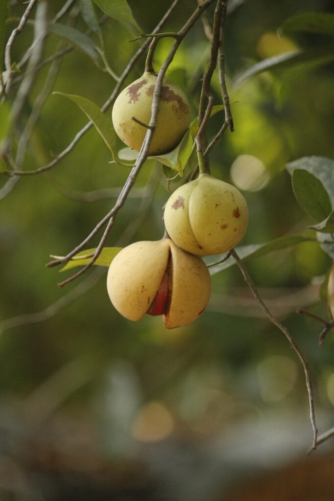 General Overview of Nutmeg Fruit 4 agriculture 2110851 1280