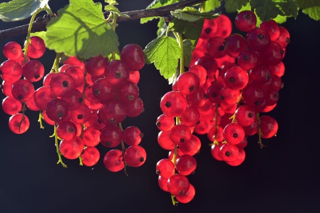 "Top 7 Foods for Effective Weight Loss" 3 currants 3538617 1280