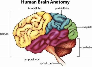 "The Brain's Powerhouses: Cerebrum and Cerebellum Functions" 3 download 2024 11 04T201330.744