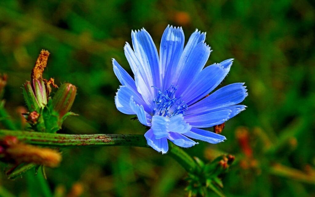 Chicory (Cichorium intybus): A Review 2 flowers 7627209 1280
