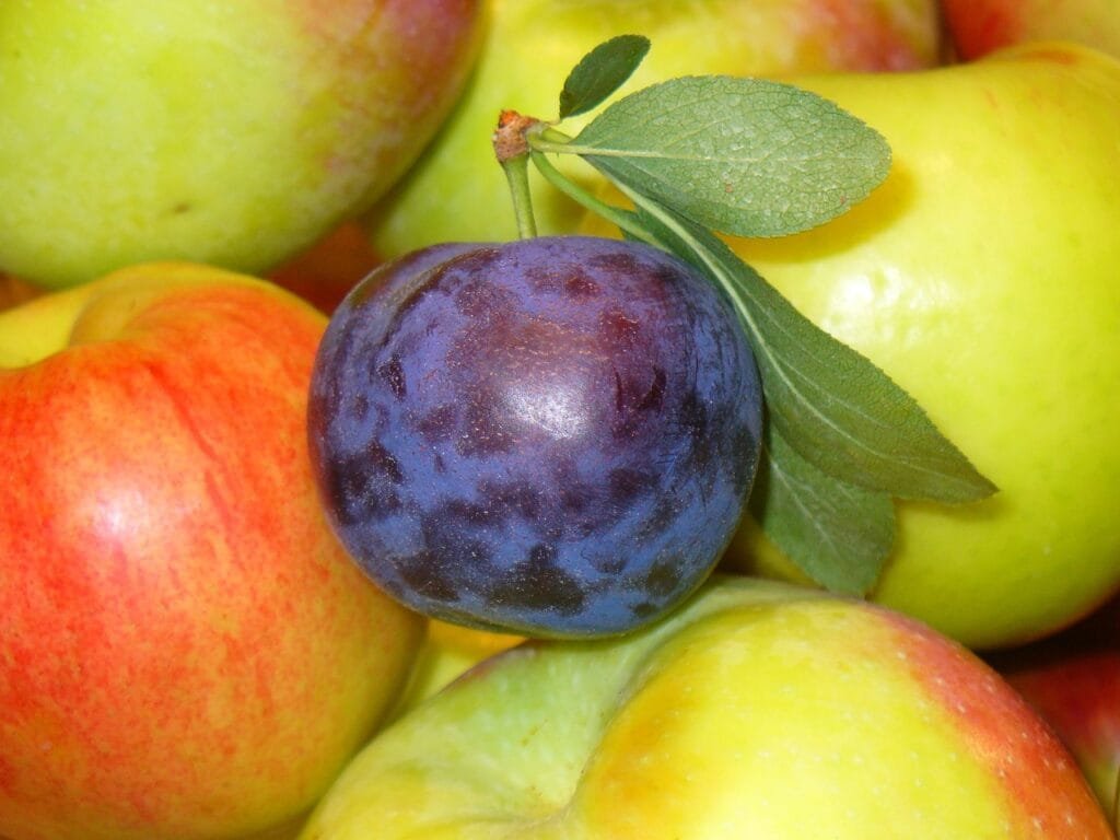 Health Benefits of Prunes: A Nutrient-Packed Superfood 2 fruits 1868977 1280