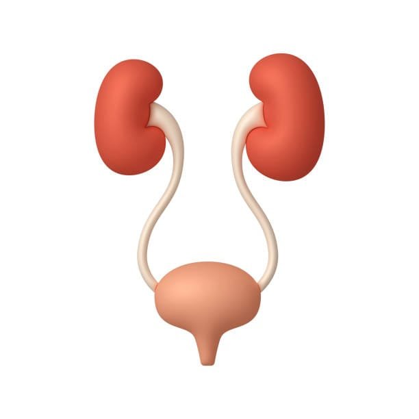 "7 Powerful Facts About Enlarged Prostate Symptoms You Can’t Ignore" 3 istockphoto 1791461425 612x612 1