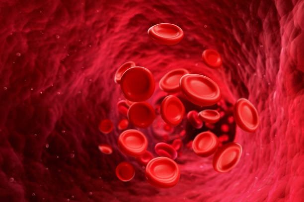 Hemoglobin: Structure, Functions, and Its Vital Role in the Human Body 3 istockphoto 1872047727 612x612 1