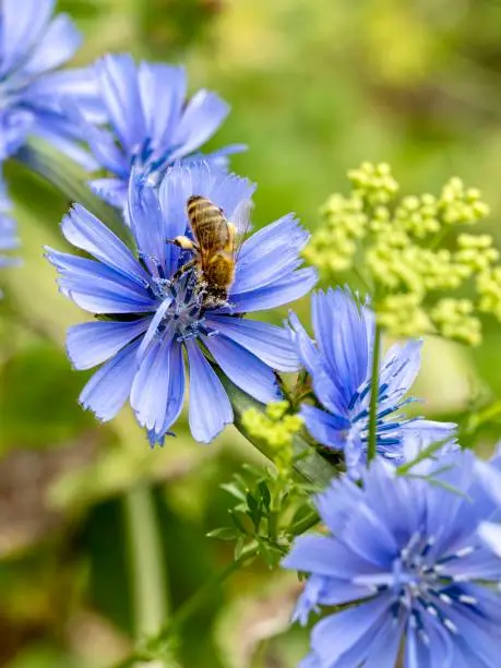 Chicory (Cichorium intybus): A Review 3 istockphoto 2103109236 612x612 1