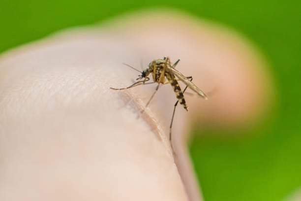 "Plasmodium Diseases: Impact, Diagnosis, and Treatment" 2 istockphoto 2155778185 612x612 1