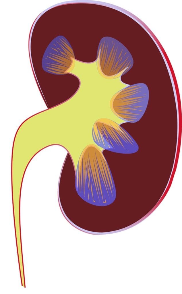 7 Points to Understand the New Procedure of Kidney Transplant:4 One is Life Hacking 2 kidney 1710923 1280 1