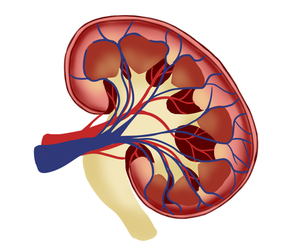 7 Points to Understand the New Procedure of Kidney Transplant:4 One is Life Hacking 3 kidney 6694025 1280 1 1