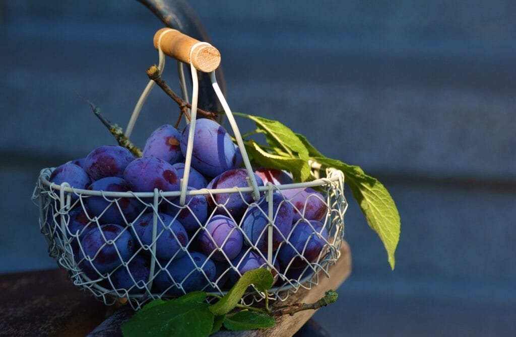 "Plums: Benefits for Skin, Hair, Weight Loss, and Nutrition" 3 plums 1649316 1280