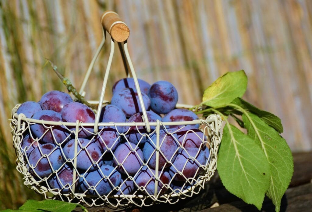 "Plums: Benefits for Skin, Hair, Weight Loss, and Nutrition" 2 plums 1649602 1280