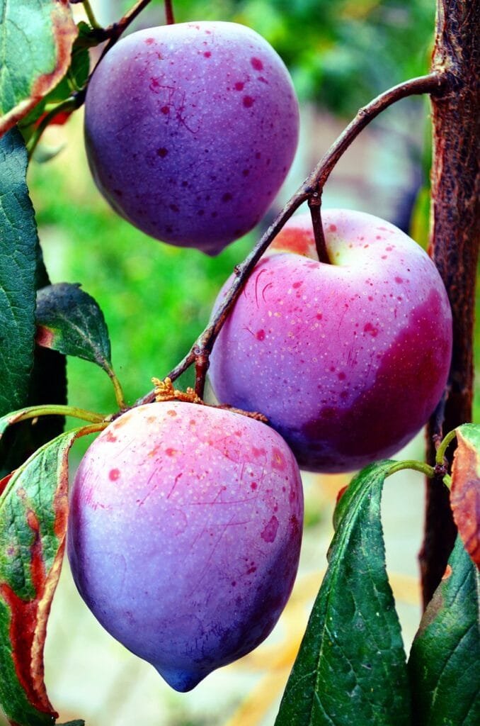 "Plums: Benefits for Skin, Hair, Weight Loss, and Nutrition" 4 plums 2730726 1280 1