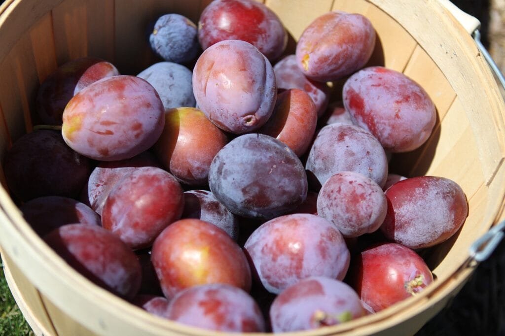 Health Benefits of Prunes: A Nutrient-Packed Superfood 4 plums 933881 1280