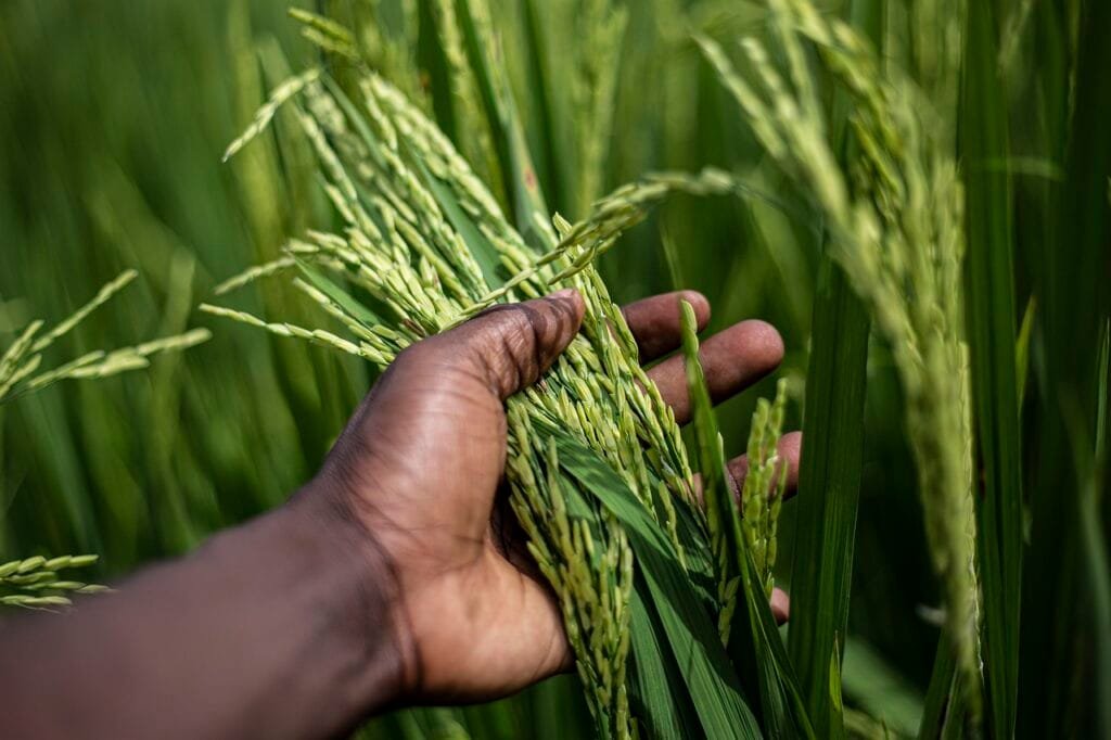 Benefits of Brown Rice Compared to Other Types of Rice 3 rice 7176354 1280
